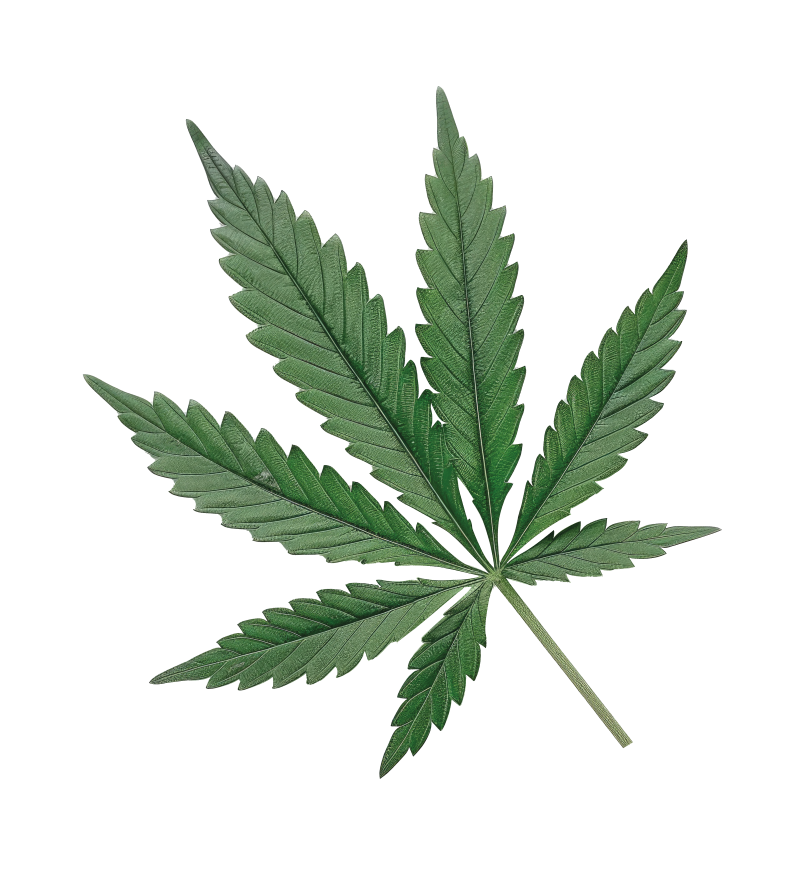 KENEVİR TOHUMU YAĞI (Hemp Seed Oil)